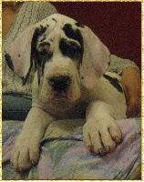 Étalon Dogue allemand - Eyşan von Freya's Rosenrot