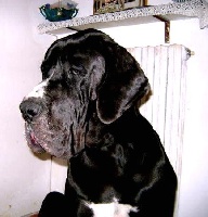 Étalon Dogue allemand - Fosca Dell'alto Feudo