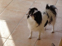 Étalon Epagneul Japonais - Callips-oh qyushu ko-tori De l arc d ashérat