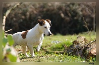 Étalon Jack Russell Terrier - Cachou dite chouchou des Apollons de Garras