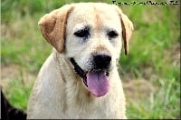 Étalon Labrador Retriever - Tangerine dream of Puppydogs Tails