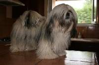 Étalon Lhassa Apso - CH. Babou des horts de lacalm