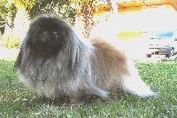 Étalon Pekinois - Cristal rainbow Des perles de nei-cheng