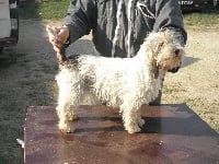 Étalon Petit Basset griffon vendeen - Eloise du Marais du champ Canteau