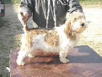 Étalon Petit Basset griffon vendeen - Daisy du Marais du champ Canteau