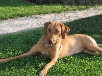 Étalon Rhodesian Ridgeback - Cidja du Royaume de Diane