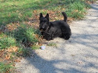 Étalon Scottish Terrier - Dante dougle Du Moulin De Brousse