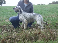 Étalon Setter Anglais - Ducati du parc de lanvaux