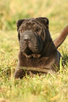 Étalon Shar Pei - Babou de La Fontaine Verte