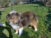 Étalon Shetland Sheepdog - First lady Du castel de belle rose