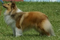 Étalon Shetland Sheepdog - CH. Ilori Van't Nevelse