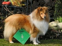 Étalon Shetland Sheepdog - CH. Ichiro Van't Nevelse