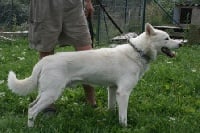 Étalon Siberian Husky - Vérone Au coeur de loup