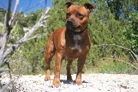 Étalon Staffordshire Bull Terrier - Carla of little Bomber