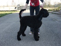 Étalon Terrier noir - Fédot de Koslova