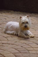Étalon West Highland White Terrier - Etoile Du domaine des lys
