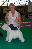 Étalon West Highland White Terrier - CH. Be my only one superbia