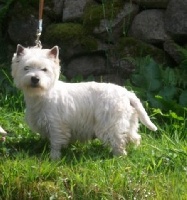 Étalon West Highland White Terrier - Eliot Du void de la bure