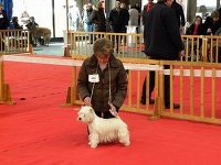 Étalon West Highland White Terrier - Farrah diva des vents d'Eole