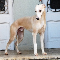 Étalon Whippet - CH. Armas tomar de Can Nel