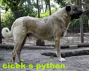 Python cicek s