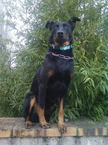 Cheitane de saint gilles de teilleau