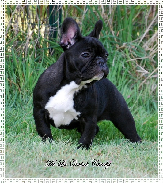 Publication : de la Croisee Cauchy Auteur : CAUCHY JOSETTE