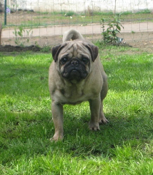 Publication : Descendant d'Ares Auteur : Lambert-Peigneur