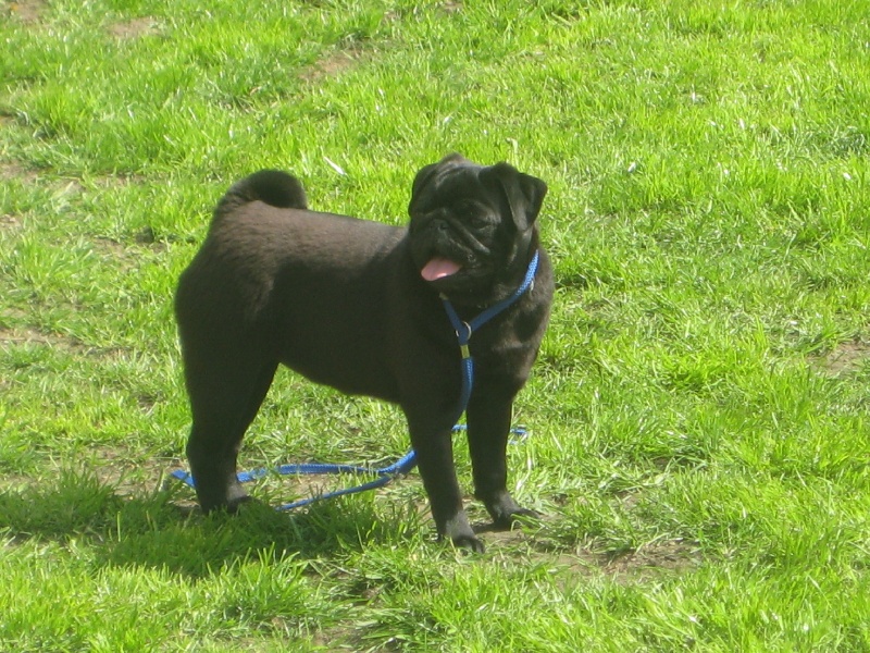 Publication : Descendant d'Ares