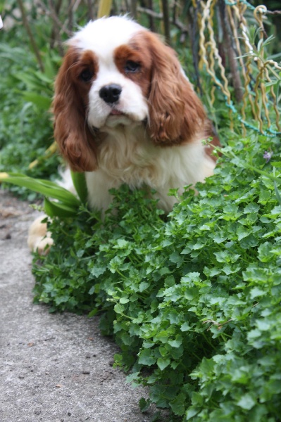 Publication : du Domaine du Sable Blanc