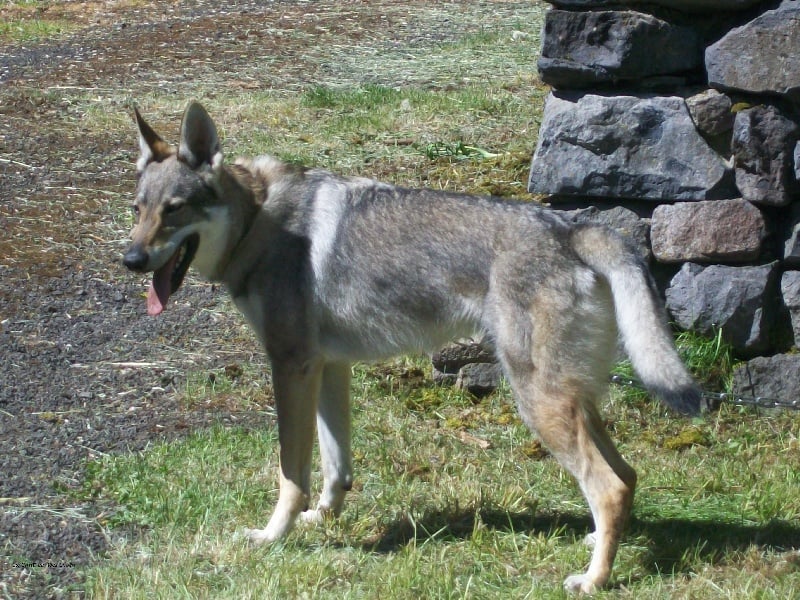 Publication : De La Contrée Des Loups Auteur : La contree des loups