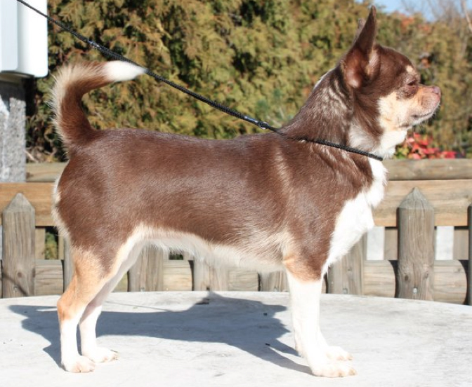 Publication : De La Vannia Des Corbes