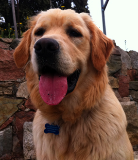 Publication : di u Paradisu d'Oru Auteur : di u Paradisu d'Oru