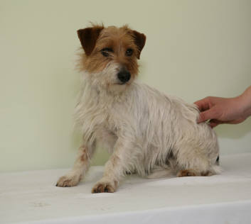 Publication : d'Hakeniere Auteur : hakenière