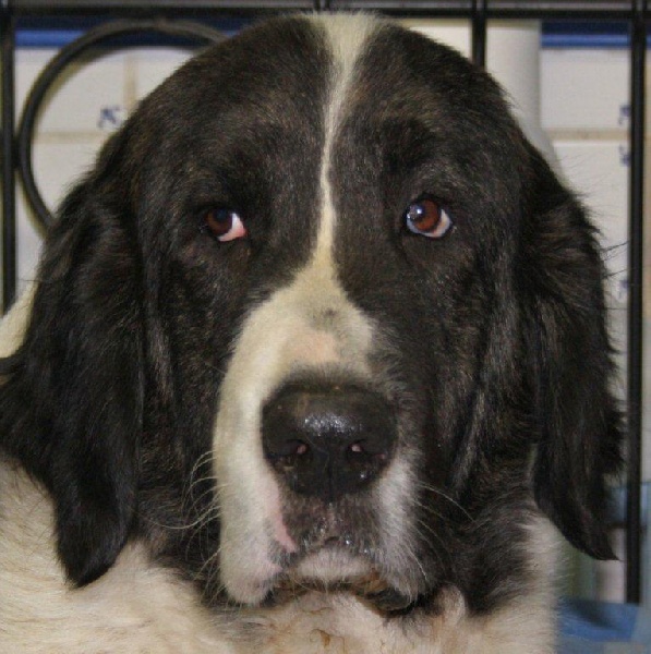 Publication : Du Patre De La Vendetta 