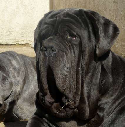 Publication : les chiens de florence Auteur : Florence