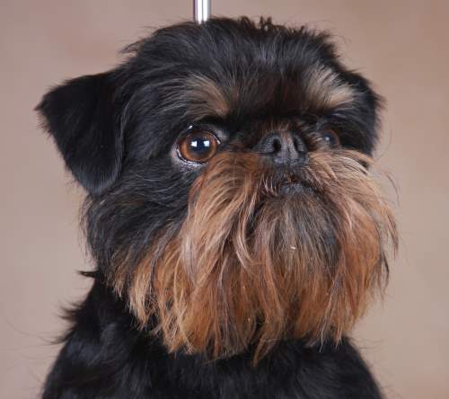 Publication : imgosbull Auteur : Anna Titova