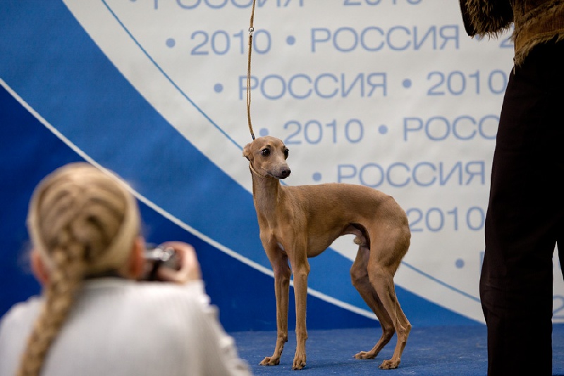 Publication : Letto Levretto Auteur : N. Fokina