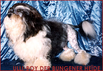 CH. Ulli-boy von der Bungerner Heide