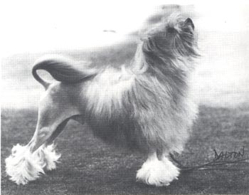 CH. jinglejoys Bright baron of littlecourt