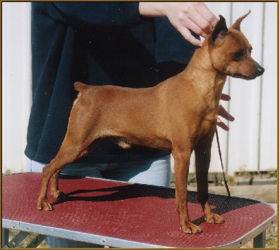 CH. Sunsprite Wild as the wind