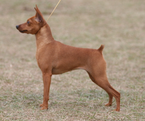 CH. Sargon's Cash and bold and beautiful