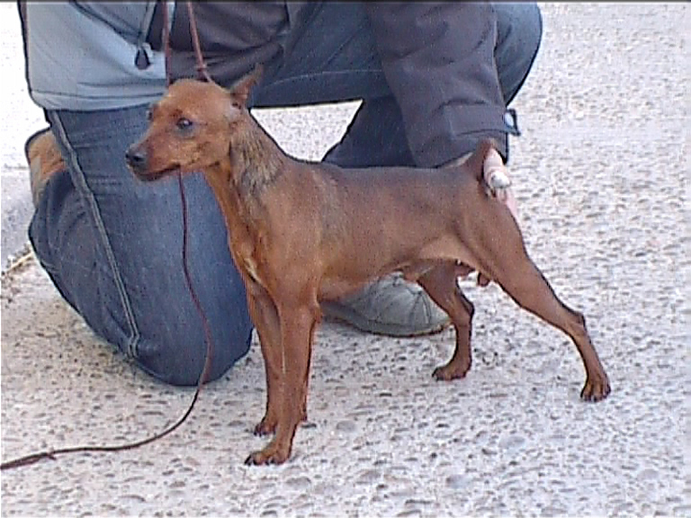 Chelines Gino corleone