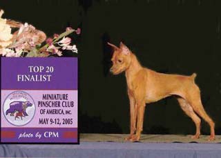 CH. lulin Dancing in the wind