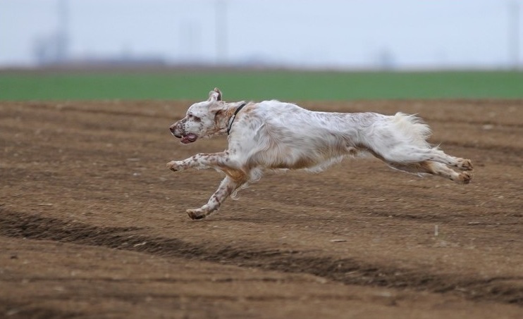 Publication : Daphil 