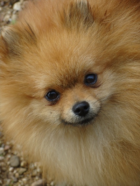 Publication : De Jereylle Auteur : Brousse Axelle