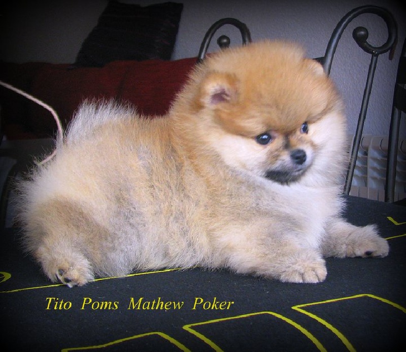 Publication : Orishas Chows 