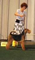 Étalon Airedale Terrier - moden taip Anastasia