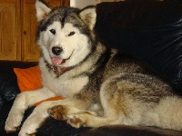 Étalon Alaskan Malamute - Inuit sedna du val des Hurlus