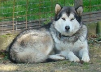 Étalon Alaskan Malamute - antartic'explorer Inuktitut